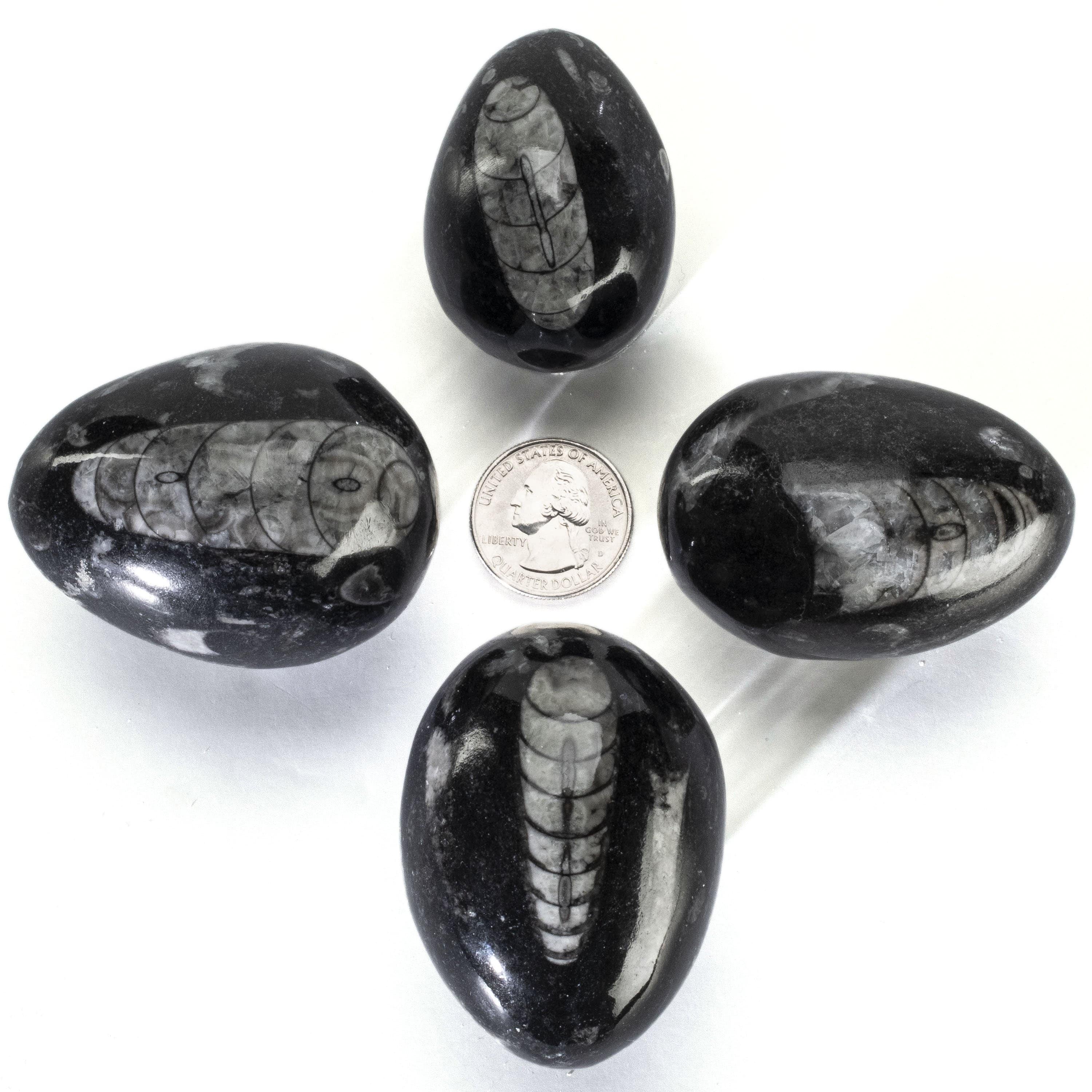 Kalifano Orthoceras Orthoceras Egg Carving from Morocco OR60-EG
