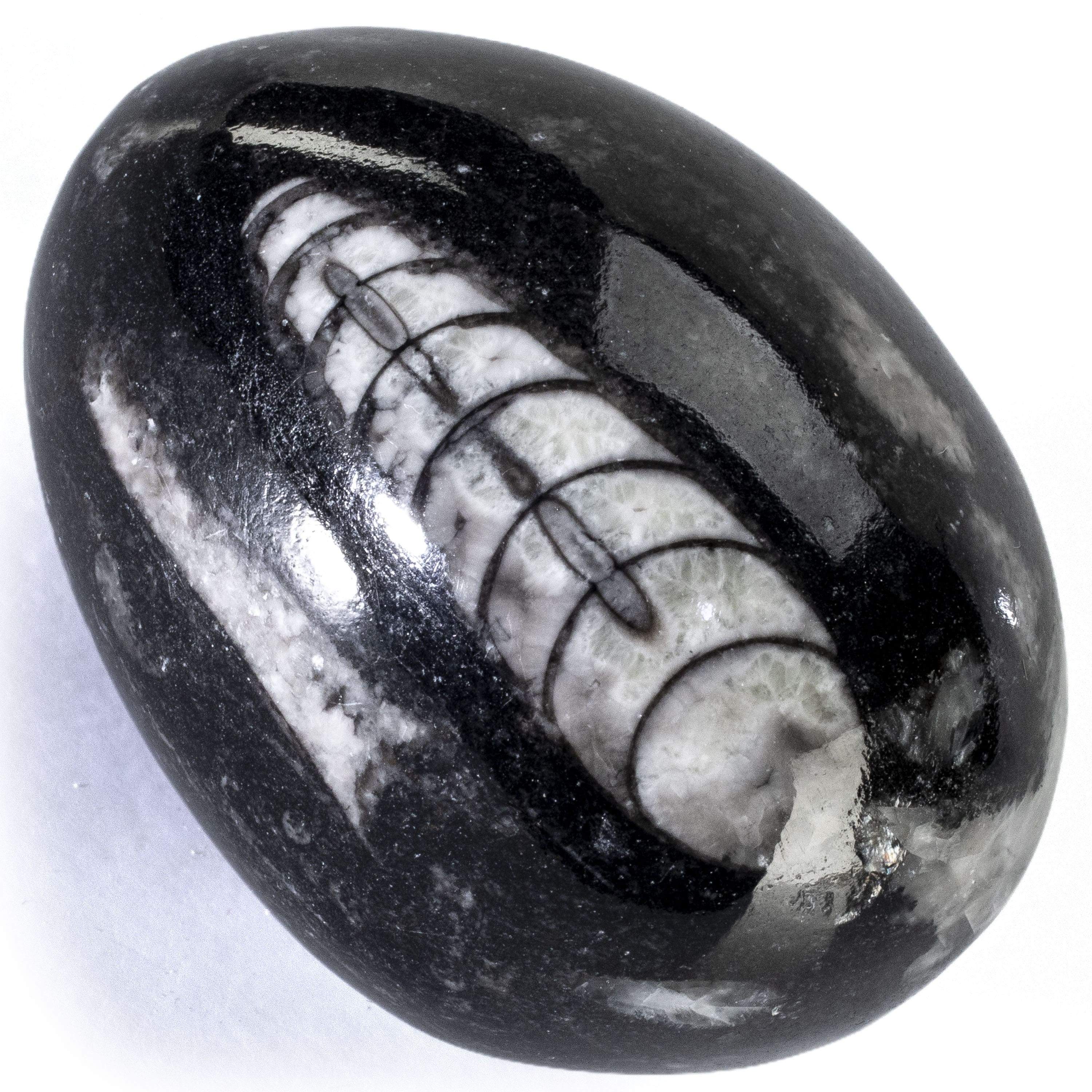 Kalifano Orthoceras Orthoceras Egg Carving from Morocco OR60-EG