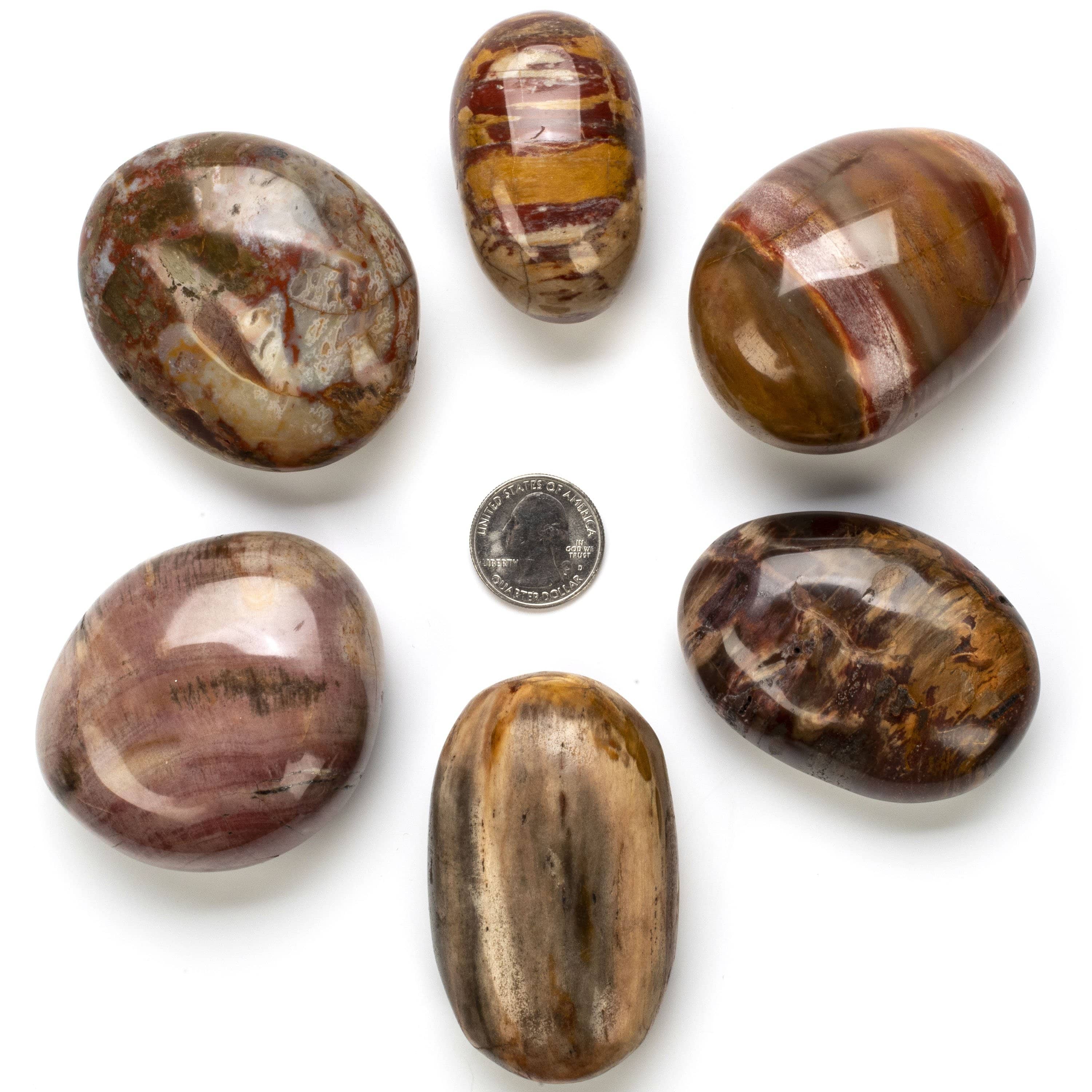 Kalifano Petrified Wood Petrified Wood Tumbled Stone PW30